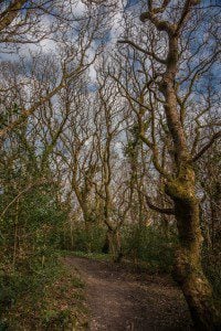 Bishops Wood by Gaia Woolf-Nightingall used with permission