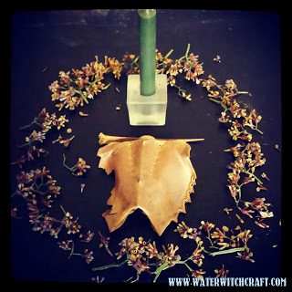 Horseshoe crab magic - Photo by Annwyn