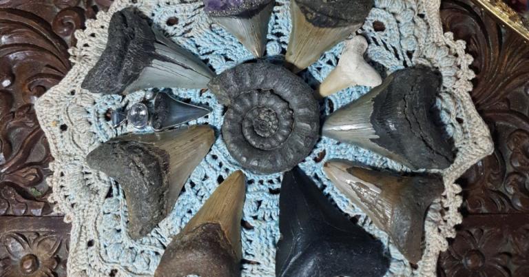 Ammonites and Meg Teeth - Frozen in Stone - Image by Annwyn
