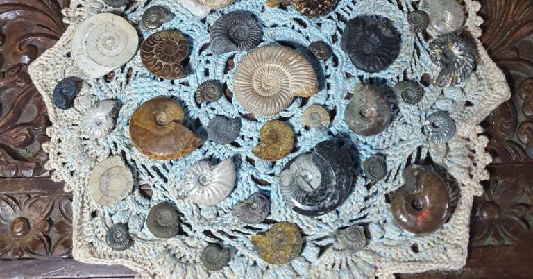 Ammonites - Frozen in Stone - Image by Annwyn