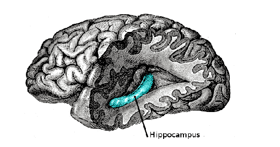 Gray739-emphasizing-hippocampus