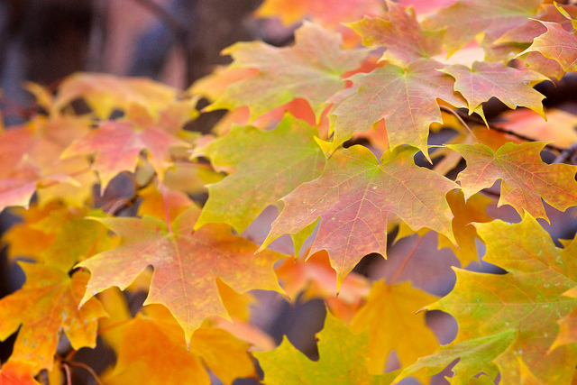 Listening To Sacred Stillness: Remembering Autumn Stillness | Greg ...