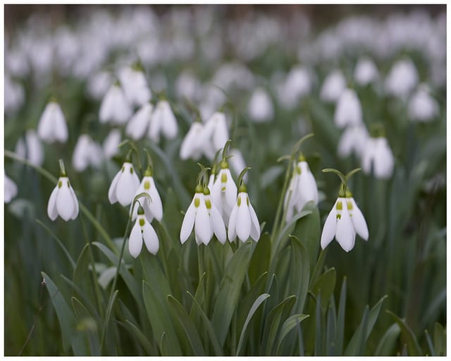 early spring morning