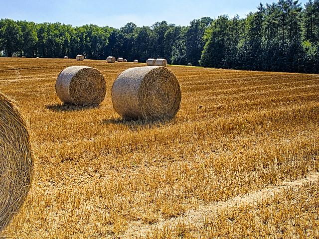 Practices From the Inside Out: Celebrating Harvest