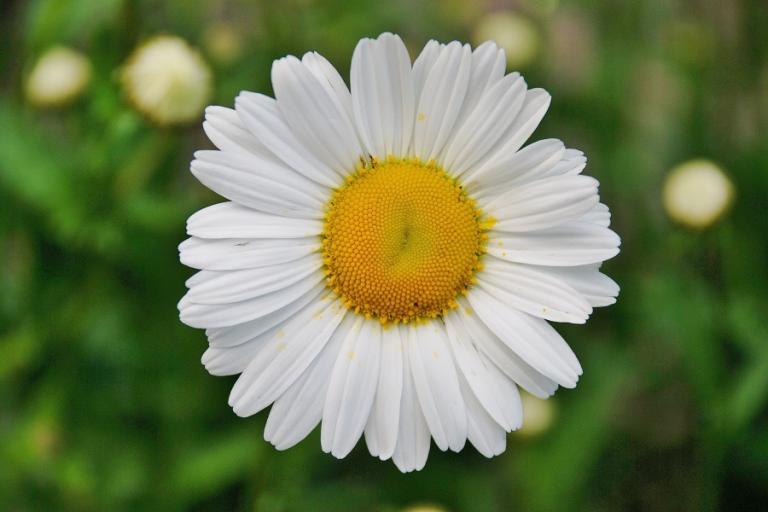 Daisy