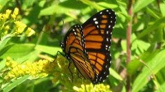 Monarch butterfly (Public domain)