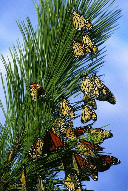 Monarch butterflies migrating (Public domain)