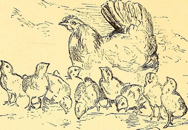 Are Chickens Sentient Beings? – On Being a Mother Hen - 18 April