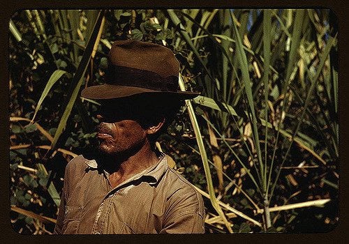 sugarcane worker