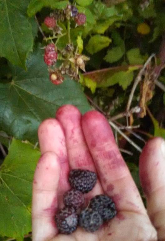 Black raspberries staining fingers. Photo credit: Leah D. Schade
