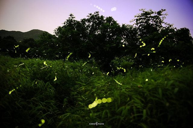 Firefly. Photo credit: Ching Ching Tsui, some rights reserved. https://www.flickr.com/photos/chingchingtsui/