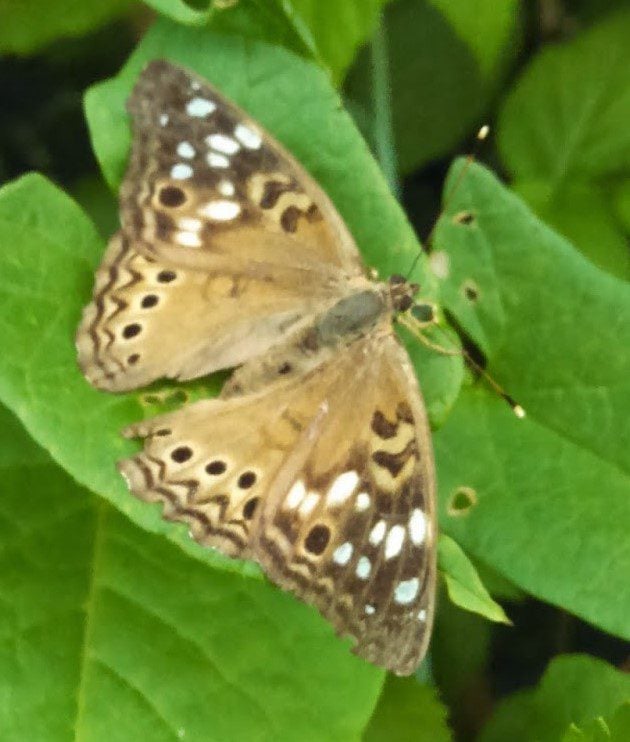 Moth. Photo credit: Leah D. Schade