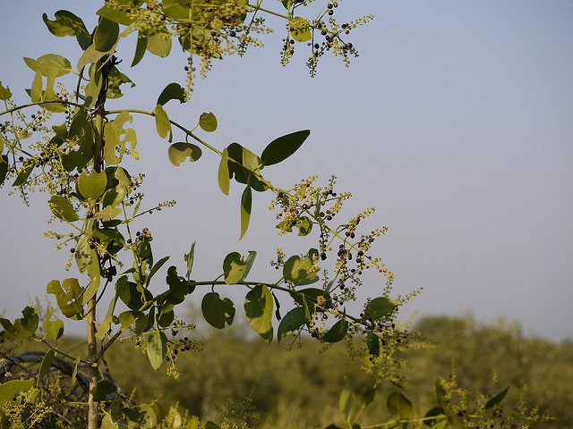 Mustard bush, photo by Dinesh Valke, some rights reserved, flickr.com. 