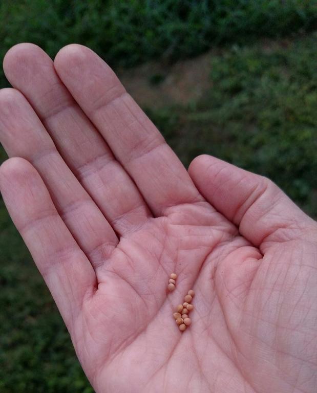 hand holding seeds