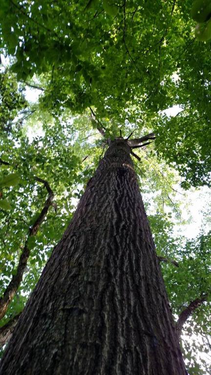 Tree looking up. Photo by Leah D. Schade. All rights reserved.
