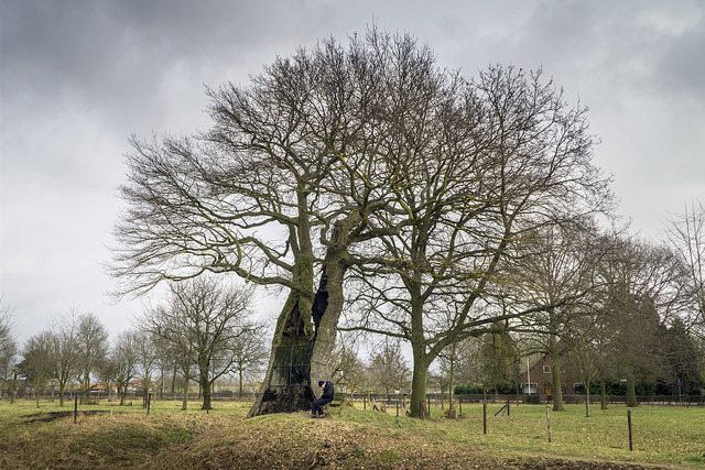 tree without leaves