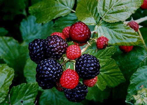 wild_black_raspberries