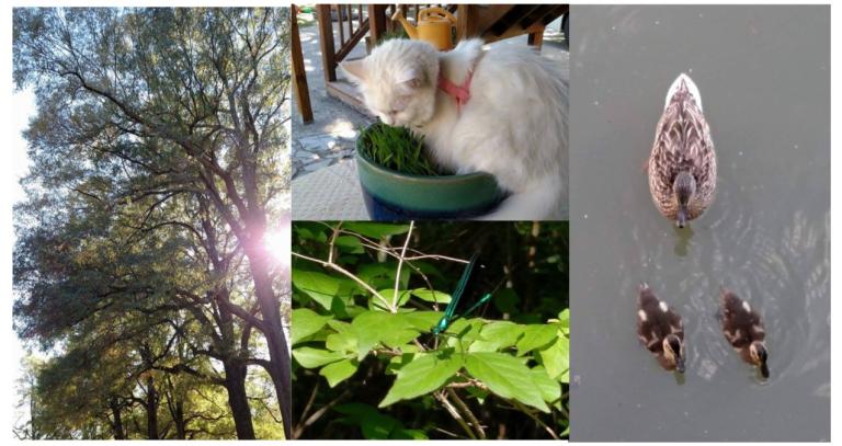 Brother Tree, Sister Cat, Sister Dragonfly, Brother and Sister Ducks. Photos by Leah D. Schade. All rights reserved.