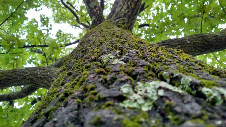 tree with lichen
