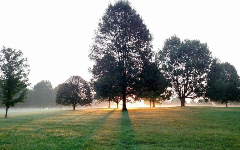 Trees at Kirklevington Park, Lexington, KY. Photo credit: Leah D. Schade. All rights reserved.