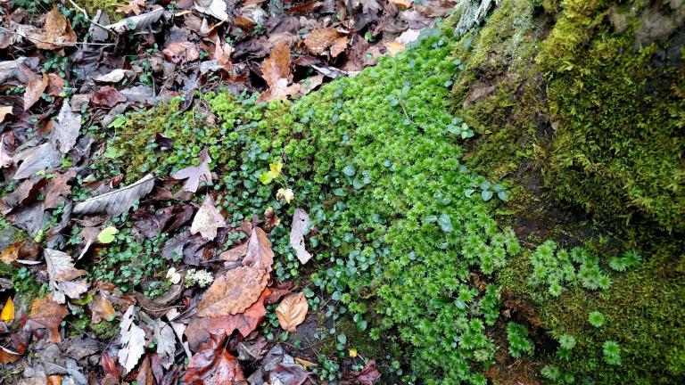 Cedum growing on tree trunk, Blanton Forest. Photo by Leah D. Schade. All rights reserved.