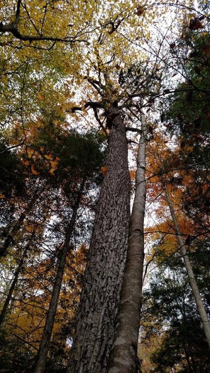 Chestnut Oak, Blanton Forest, Ky. Photo credit: Leah D. Schade. All rights reserved.