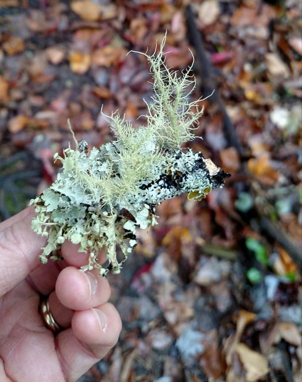 Feathery lichen. Blanton Forest, Ky. Photo credit: Leah D. Schade. All rights reserved.