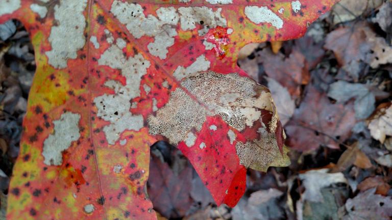 Lacy autumn leaf in Blanton Forest, Ky. Photo credit: Leah D. Schade. All rights reserved.