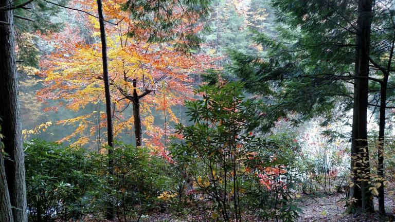 Lake at Blanton Forest, Pine Mountain, Ky. Photo by Leah D. Schade. All rights reserved.