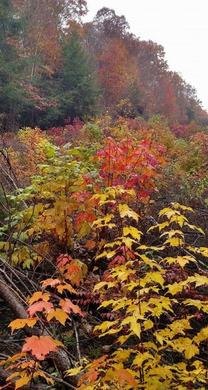 Nature's Last Gold is Green. Photo by Leah D. Schade All rights reserved. Blanton Forest Preserve Pine Mountain, Kentucky