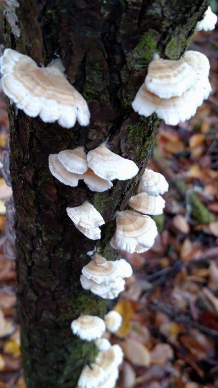 Tree fungus, Blanton Forest, Ky. Photo credit: Leah D. Schade. All rights reserved.