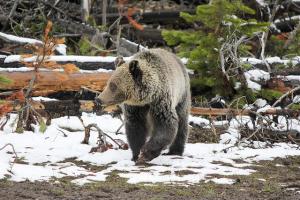 Grizzly bear, Yellowstone National Park. Public domain.