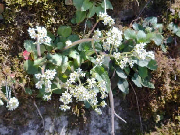 Saxifrage at Asbury Trails, Kentucky