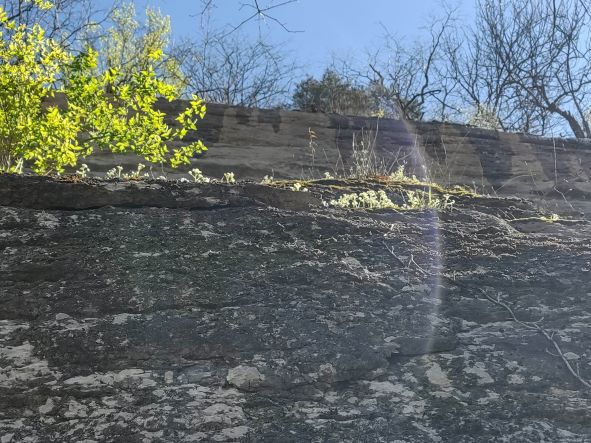 Saxifrage on the cliffs at Asbury Trails, Kentucky