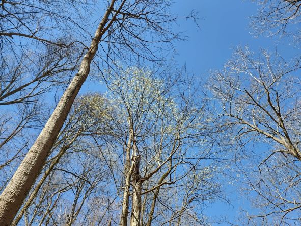 Spring trees at Asbury Trails, Kentucky