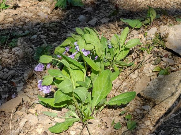 Virginia bluebell at Asbury Trails