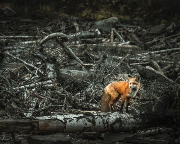 red fox in charred forest