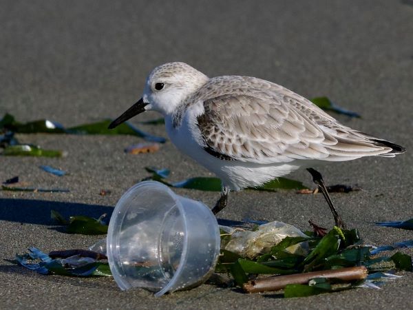 sanderling with beach trash