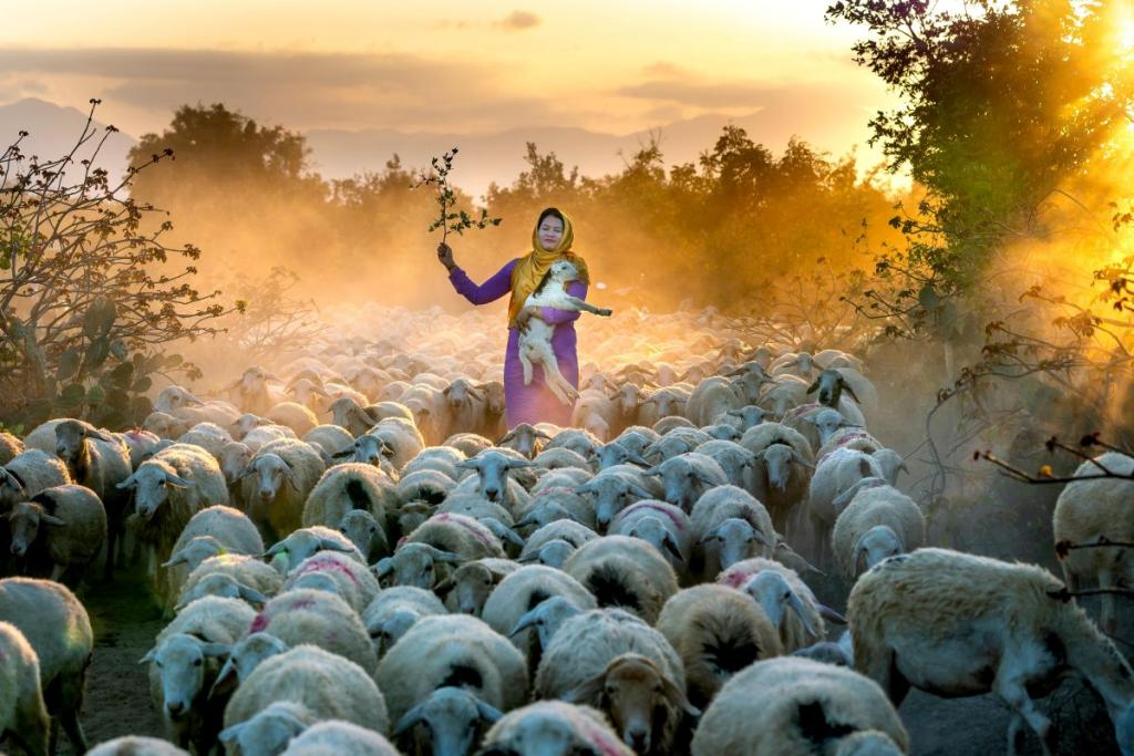 Female shepherd with sheep