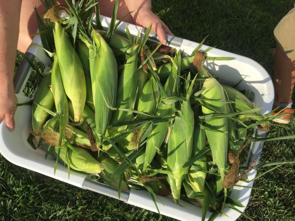 Gleaning corn
