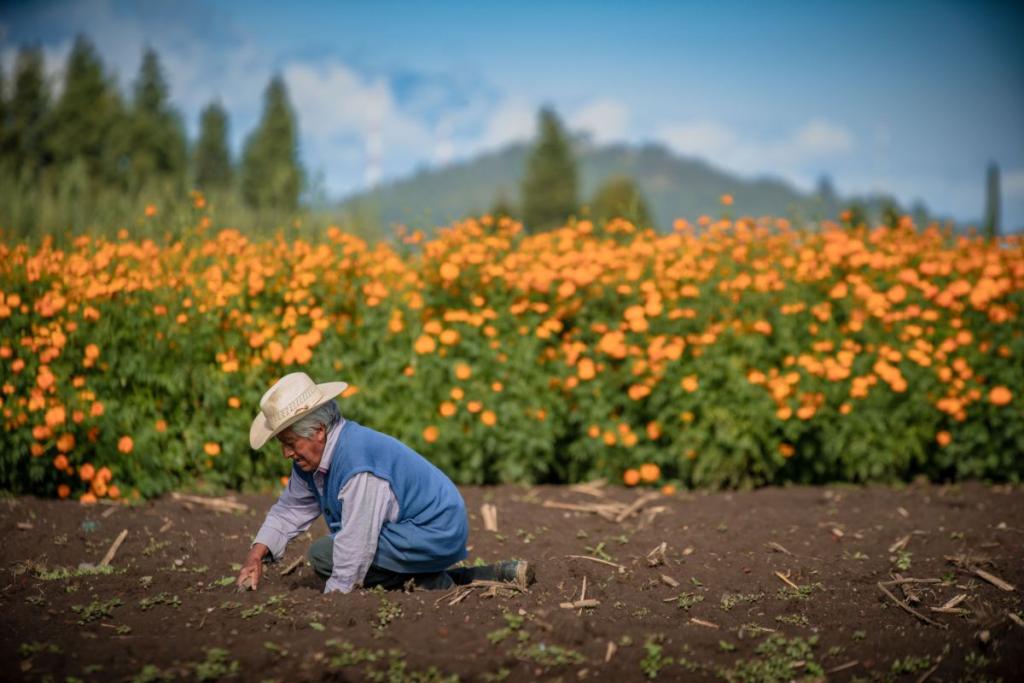 Parable of the Sower