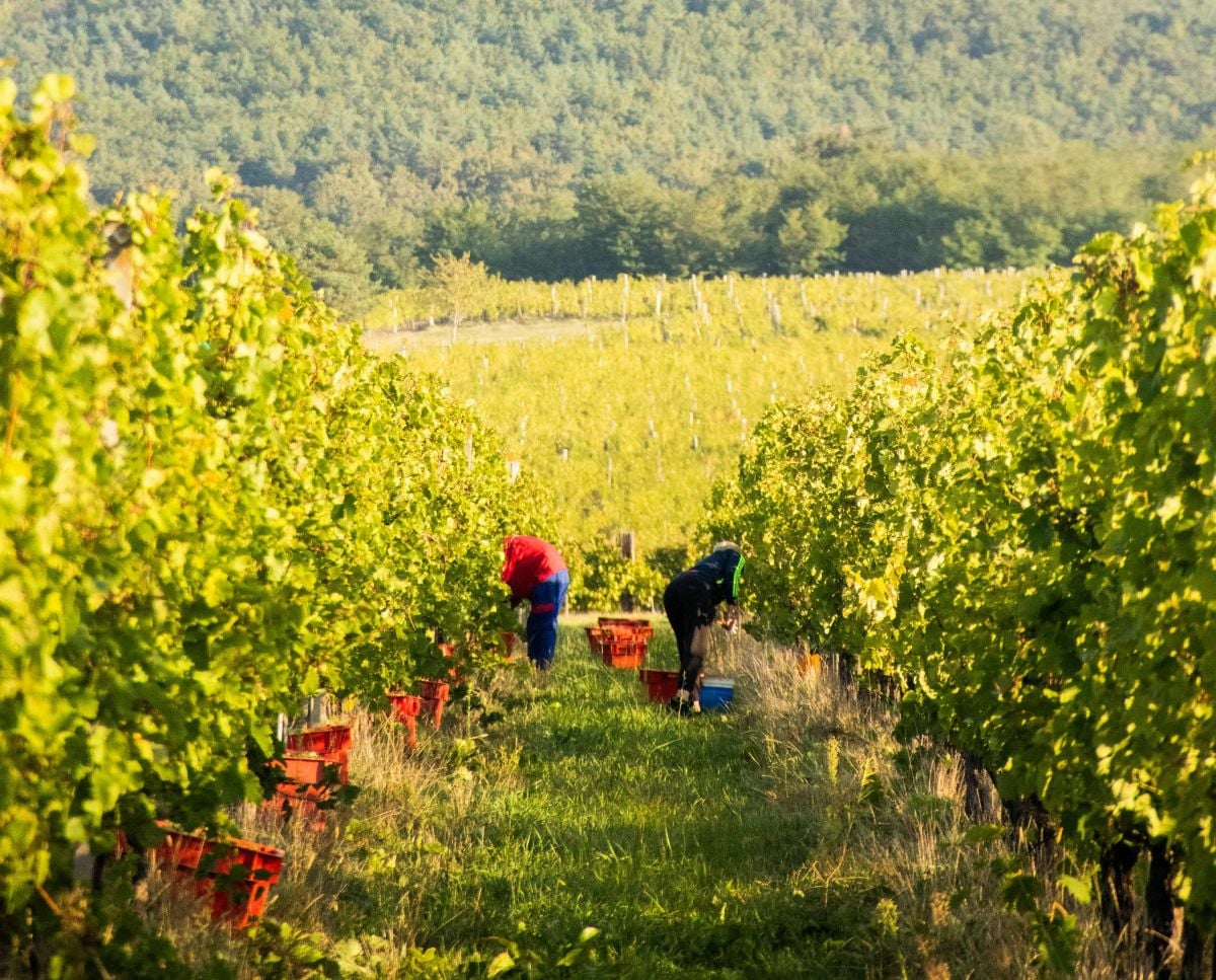 Workers in a vineyard picking grapes