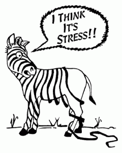 Stress-ZebraStripes-240x300[1]