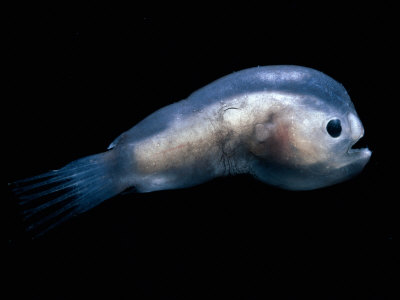 male-deep-sea-angler-fish[1]
