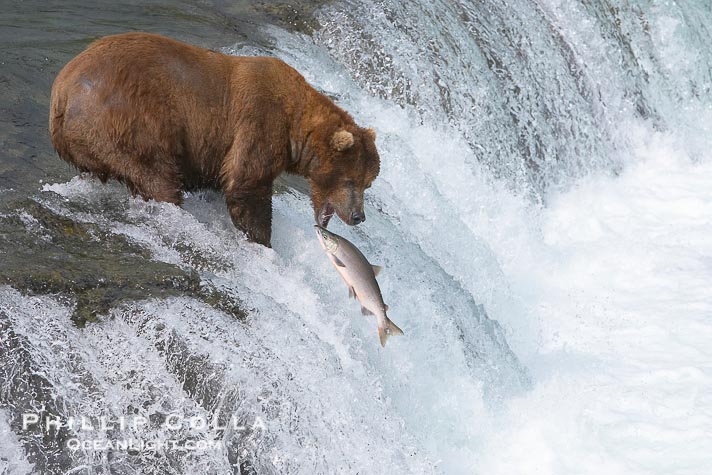 Brown bear catching salmon