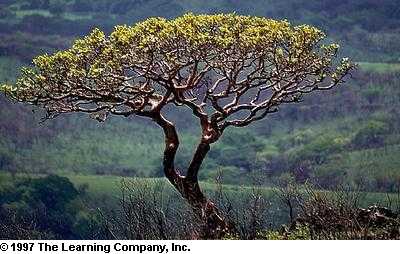figtree-new[1]