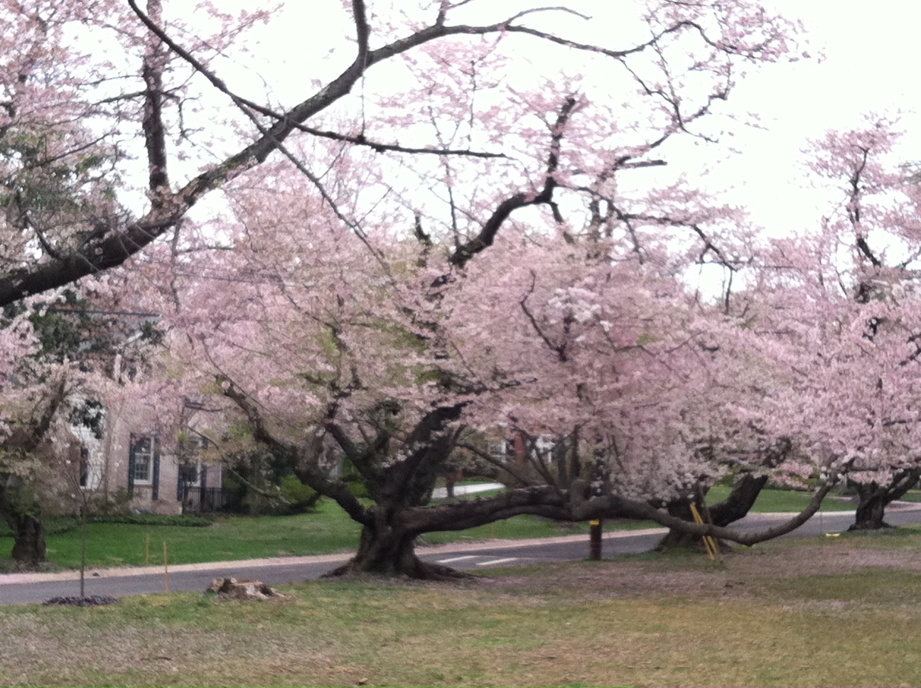 flowering-tree-on-april-4-2011-bike-ride[1]