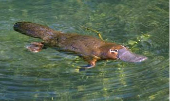 platypus[1]