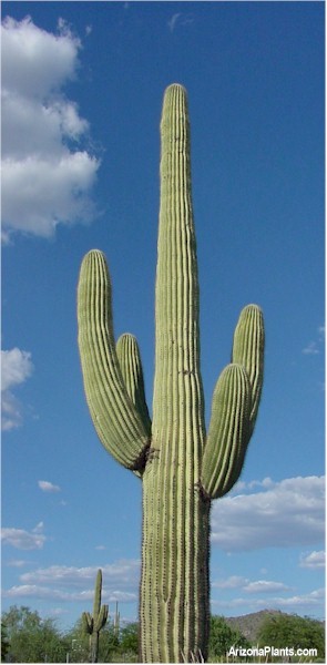 saguaro cactus[1]