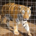 caged tiger